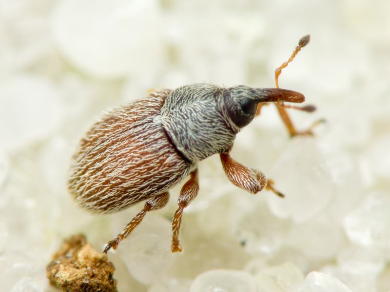 Mecinus pascuorum (Gyllenhal, 1813)